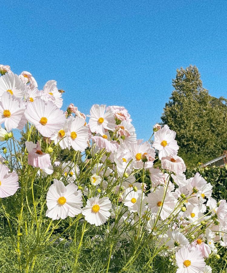 romanticize your life for spring