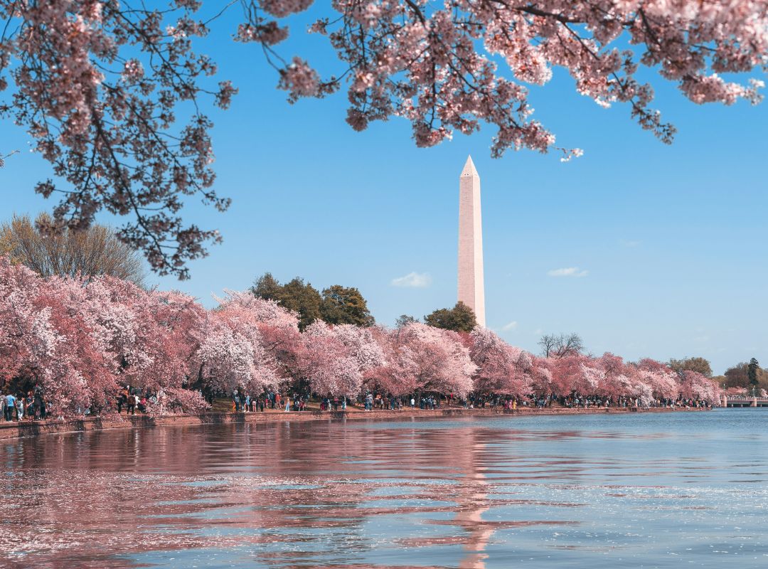 spring trip ideas washington dc
